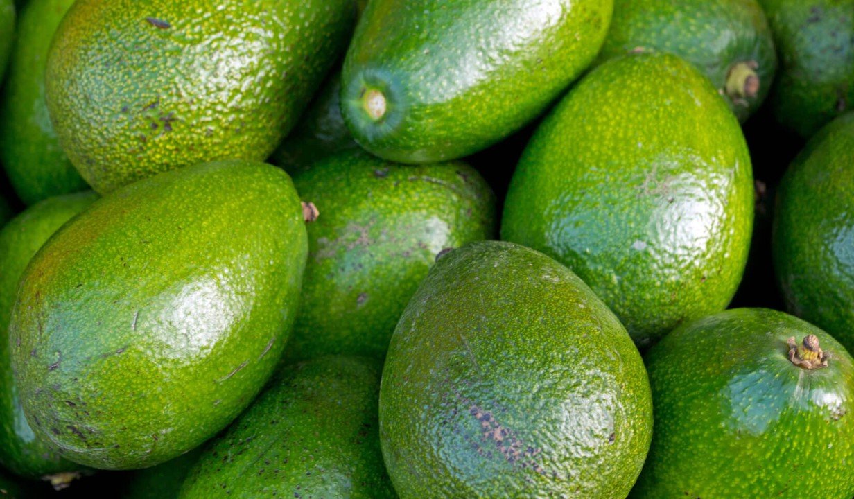 aguacate3